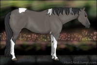 Horse Color:Grullo Tobiano 