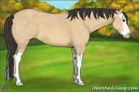 Horse Color:Buckskin Roan Dun Splash