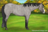 Horse Color:Grullo Roan Splash 