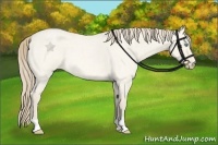 Horse Color:Perlino Roan Dun