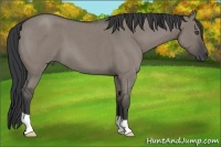 Horse Color:Grullo Roan 