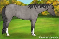 Horse Color:Smoky Grullo Roan 