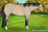 Horse Color:Bay Roan Dun 