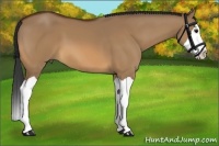 Horse Color:Bay Dun Splash