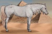 Horse Color:Liver Chestnut Appaloosa