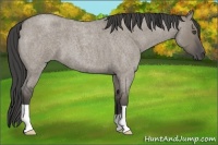 Horse Color:Smoky Grullo Roan 