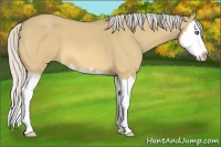Horse Color:Silver Buckskin Roan Dun Splash