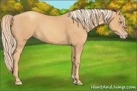 Horse Color:Gold Champagne