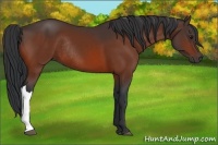 Horse Color:Bay Rabicano