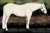 Horse Color:Cremello 
