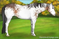 Horse Color:White Spotted Buckskin 