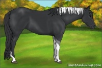 Horse Color:Black Tobiano 