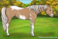 Horse Color:Silver Bay Dun Sabino Tobiano Frame Rabicano 