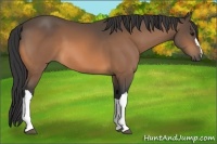Horse Color:Buckskin 