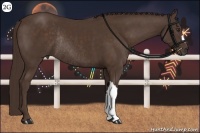 Horse Color:Liver Chestnut Rabicano 