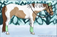 Horse Color:Red Dun Tobiano