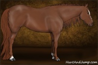 Horse Color:Chestnut Sabino 