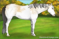 Horse Color:White Spotted Buckskin Dun Splash 
