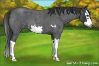 Horse Color:Blue Roan Splash Frame 