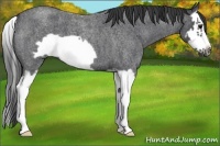 Horse Color:Blue Roan Splash Frame 