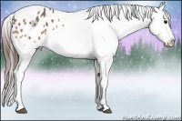 Horse Color:Bay Snowflake Varnish 