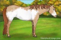 Horse Color:Red Dun Frame 