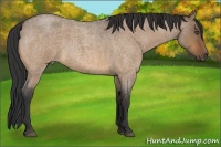 Horse Color:Bay Roan Dun