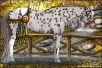 Horse Color:Liver Chestnut Appaloosa Rabicano 