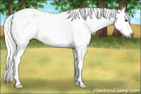 Horse Color:Gray Buckskin Roan Appaloosa 