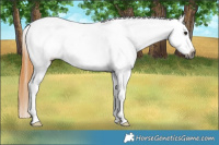 Horse Color:Gray Buckskin Roan Appaloosa 