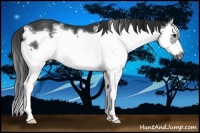 Horse Color:Black Splash Frame