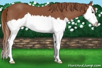 Horse Color:Chestnut Sabino Splash