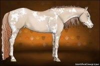 Horse Color:Buckskin Pearl Splash Tobiano