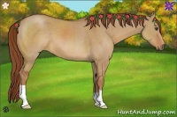 Horse Color:Red Dun 