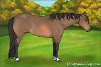 Horse Color:Buckskin 