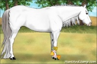 Horse Color:White Spotted Blue Roan Splash Frame Appaloosa 