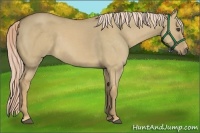Horse Color:Palomino Dun 