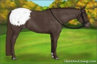 Horse Color:Liver Chestnut Appaloosa