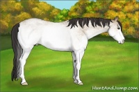 Horse Color:White Spotted Buckskin Roan Dun