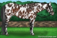 Horse Color:Brown Appaloosa and Brown Appaloosa
