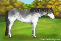 Horse Color:White Spotted Blue Roan 