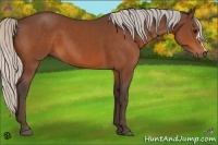 Horse Color:Silver Bay 