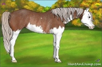 Horse Color:Silver Bay Sabino Splash Rabicano