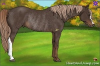 Horse Color:Liver Chestnut Rabicano 