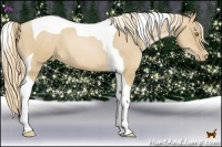 Horse Color:Red Dun Pearl Tobiano 