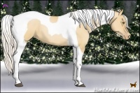 Horse Color:Silver Bay Pearl Dun Tobiano
