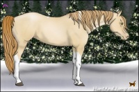 Horse Color:Red Dun Pearl Tobiano 