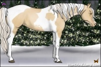 Horse Color:Silver Bay Pearl Dun Tobiano 