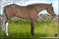 Horse Color:Silver Bay 