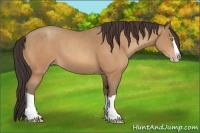 Horse Color:Amber Champagne Splash
